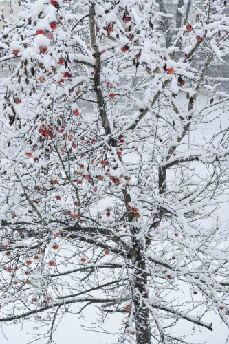 Der Apfelbaum