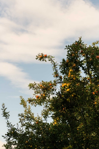 Der Apfelbaum