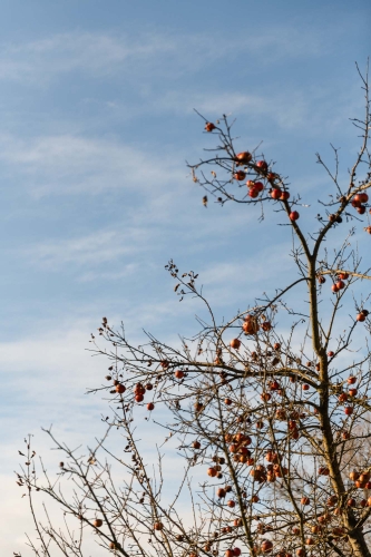 Der Apfelbaum