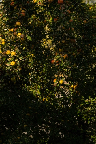 Der Apfelbaum