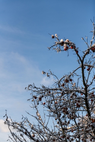 Der Apfelbaum